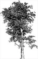 poplar