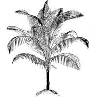 miniature-coconut-palm-BW