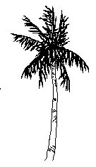 palm-tree