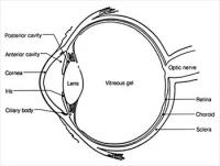 Anatomy-Eye