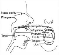 Anatomy-Mouth