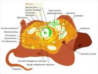 Animal-cell-structure