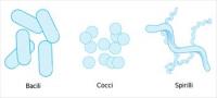 Bacteria-morphologic-forms-simplified