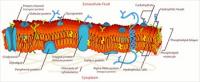 Cell-membrane-detailed-diagram