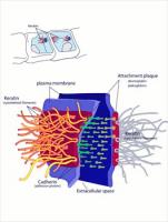Desmosome-cell-junction-full-page