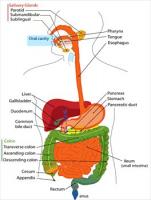 Digestive-system-diagram-page
