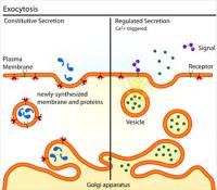 Exocytosis-types