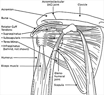 Shoulder-diagram