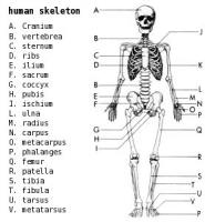 Skeleton-labeled
