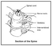 Spinal-sections