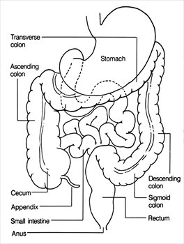 anatomy-colon-rectum