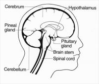 brain-diagram-1