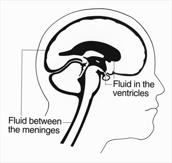 brain-diagram-2