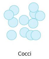 cocci