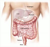 colon-intestines