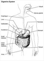 digestive-system