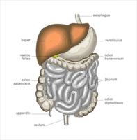 digestiveorgansmedicaldiagram2