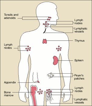 immune-system