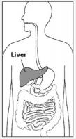 liver