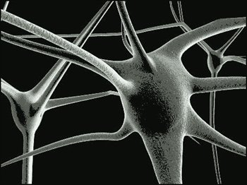 mirror-neuron