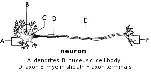 neuron