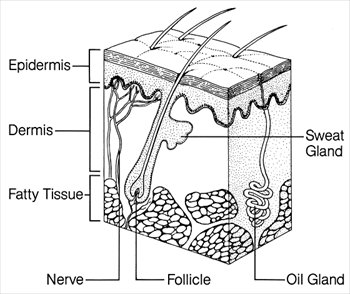 skin-diagram