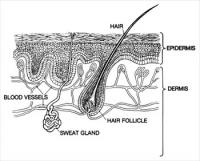 skin-epidermis