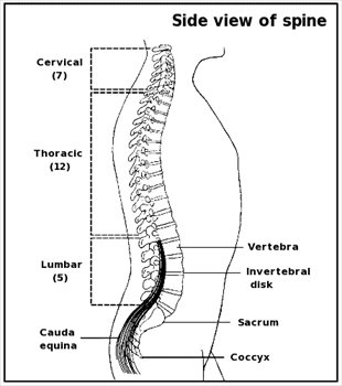 spine