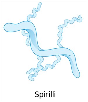 spirilli