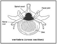 vertebra-cross-section