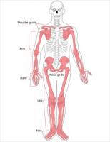 Appendicular-skeleton-diagram