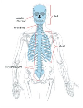 Axial-skeleton-diagram