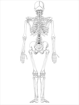Human-skeleton-back-BW