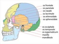 Human-skull-side-bones