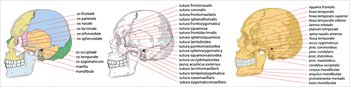 Human-skull-side-complete