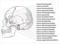 Human-skull-side-suturas-right