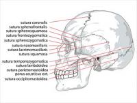 Human-skull-side-suturas