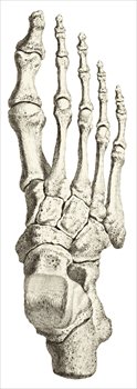 foot-bones