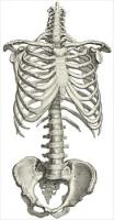 skeleton-partial