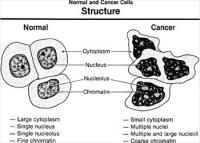 normal-and-cancer-cells