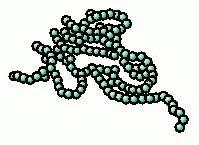 streptococci-bacteria