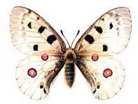 Apollo-Butterfly