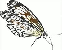 Butterfly-13
