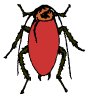 american-cockroach