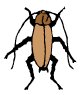 german-cockroach