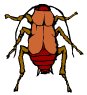 oriental-cockroach