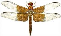 basal-dragonfly