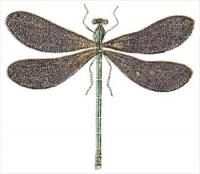 black-wing-dragonfly