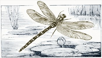 dragonfly-illustration