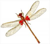 red-spottd-damsel-fly